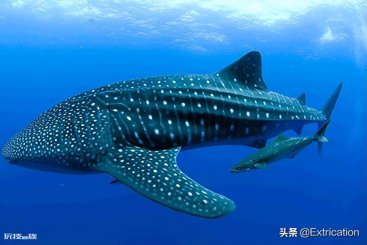 世界上远古十大巨鲨(地球历史上的鲨鱼巨兽排行榜前十名)-图片9